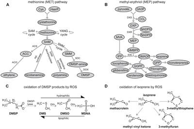 Moderate Drought Stress Induces Increased Foliar Dimethylsulphoniopropionate (DMSP) Concentration and Isoprene Emission in Two Contrasting Ecotypes of Arundo donax